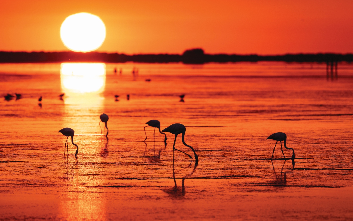 flamingos-delta-lebre-catalonia