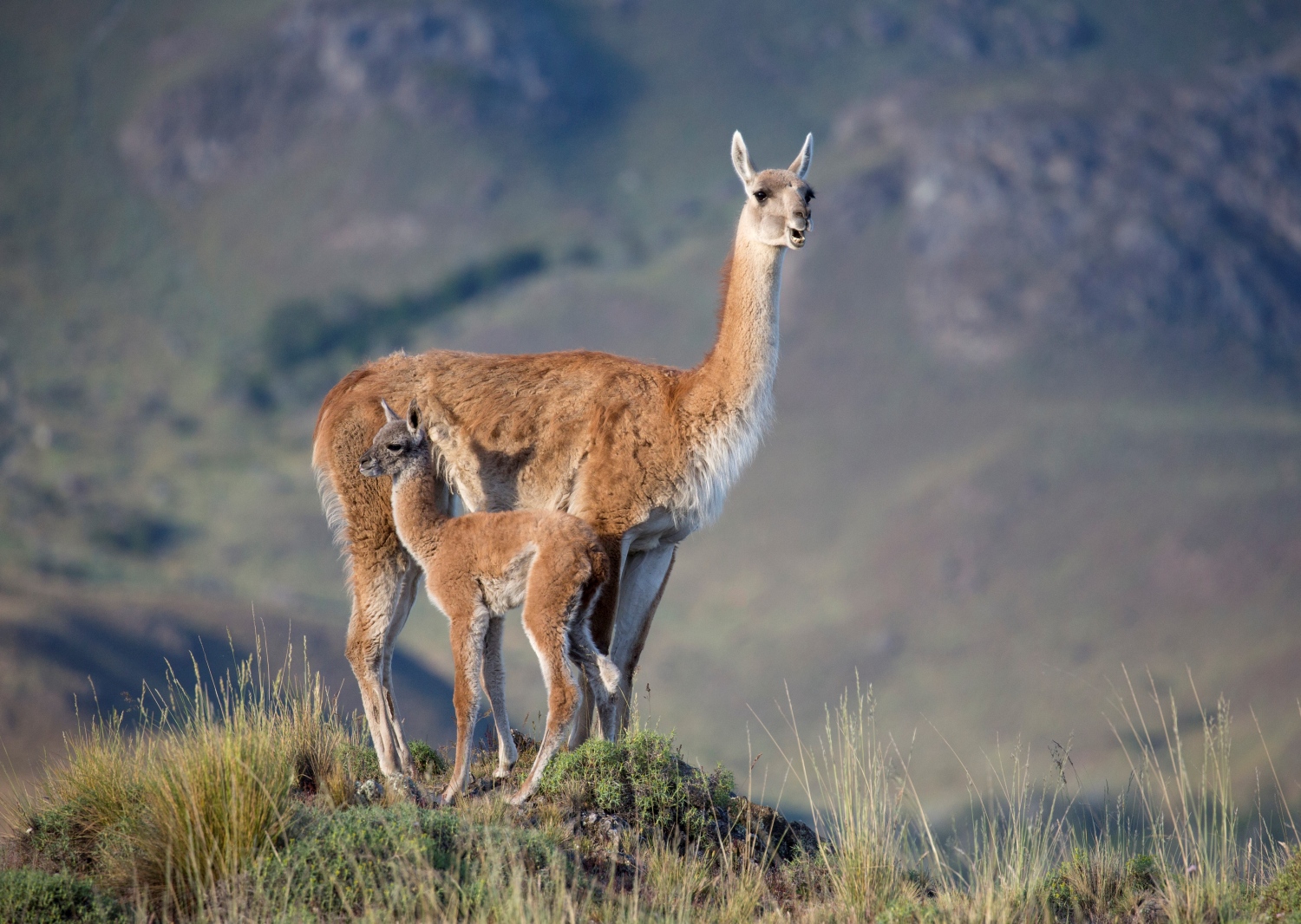 Adult and baby guanaco on mountain top, Patagonia