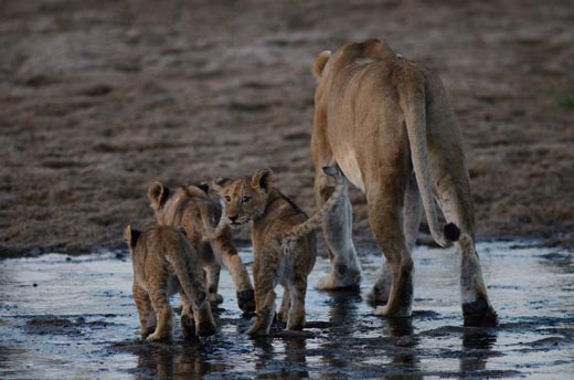 A lion cub steals a backwards glance in Ruaha National Park, Tanzania CREDIT Andrew Morgan A lion cub steals a backwards glance in Ruaha National Park Tanzania