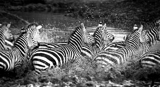 Zebra shot in black and white Ruaha National Park Tanzania CREDIT Melissa Kay Valente Zebra shot in black and white Ruaha National Park Tanzania