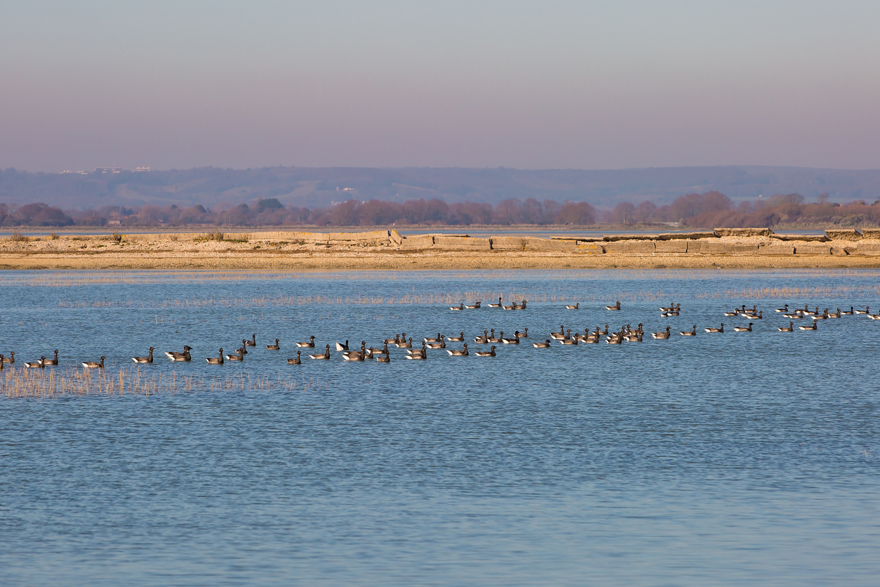 Pagham-Harbour-nature reserve