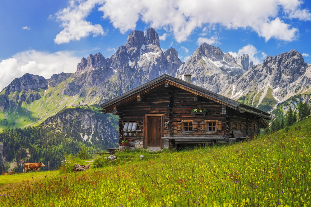 Wooden hut on Meadow by Mount Dachstein with Mount Bischofsmütze, Sulzenalm with cow in background