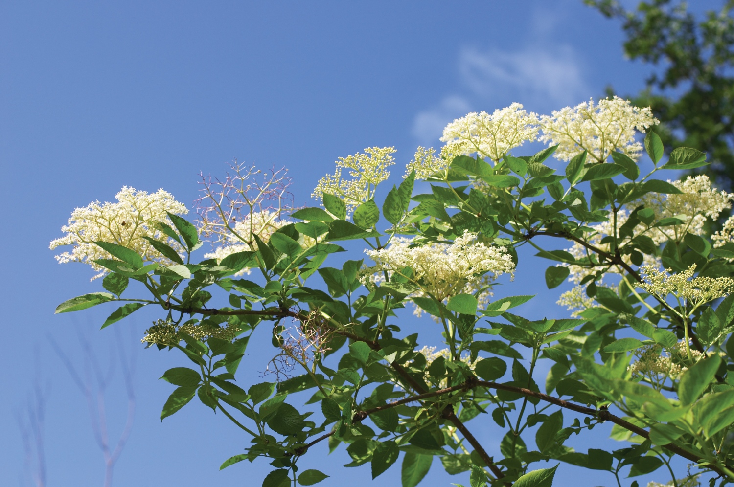 elderflower