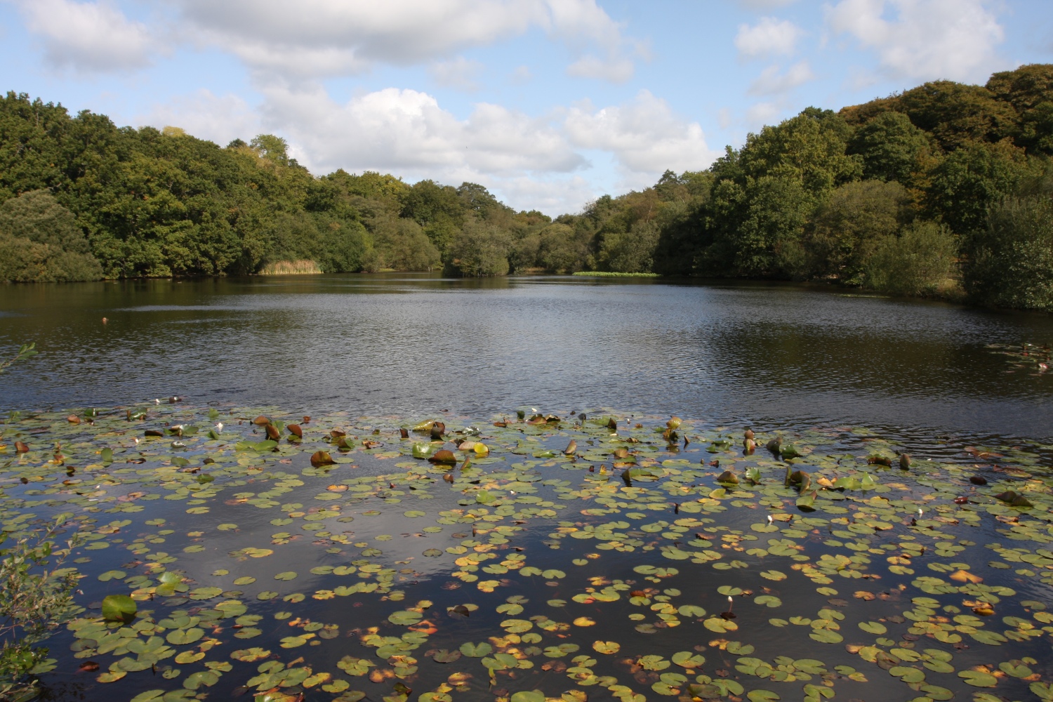 walking-new-forest-uk