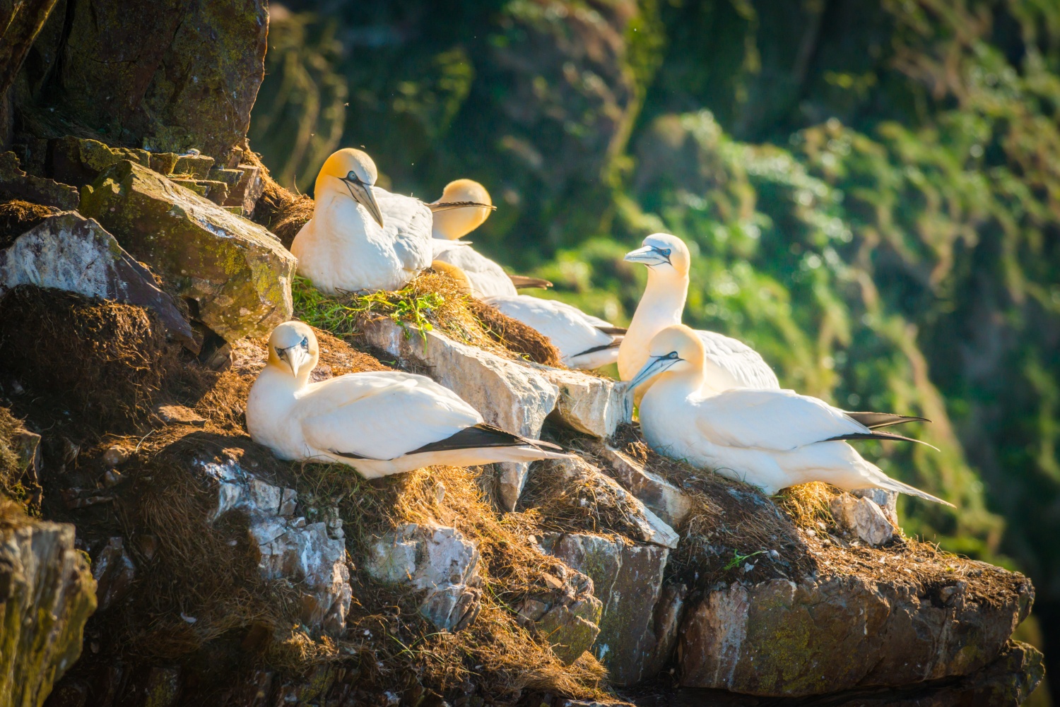 gannets-aberdeenshire