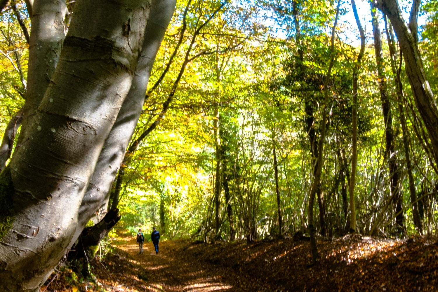 laurie-lee-wood-cotswolds