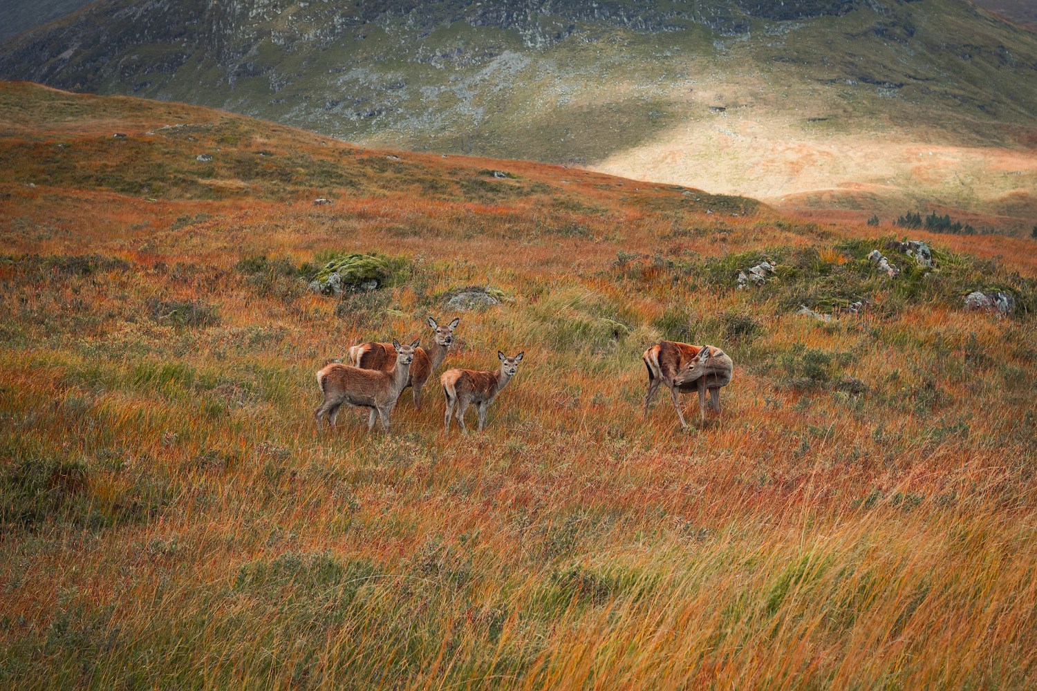 scotland-walking-holiday-west-highland-way