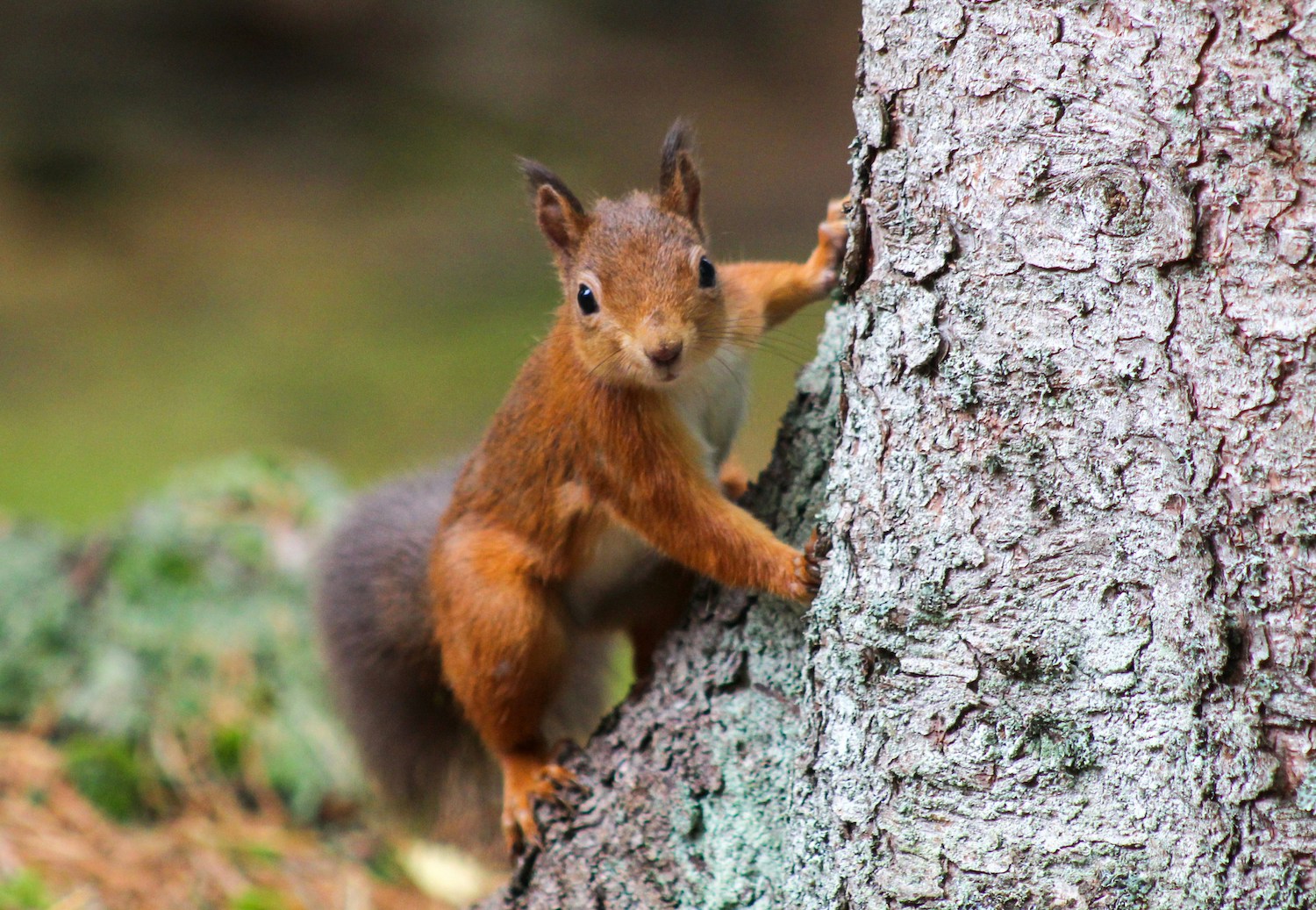 scotland-red-squirrel