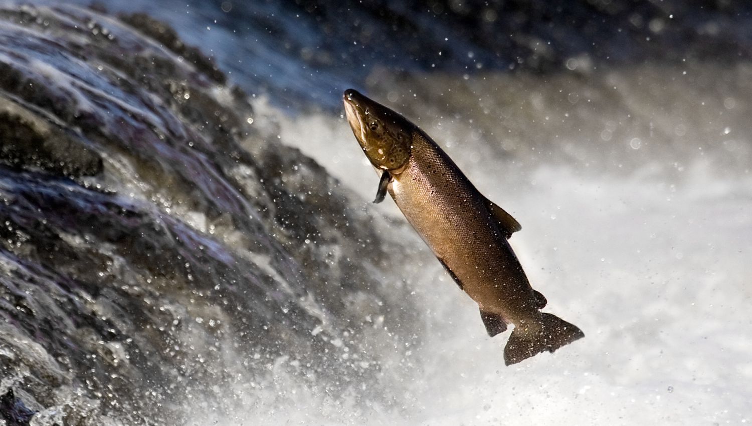 Salmon leaping