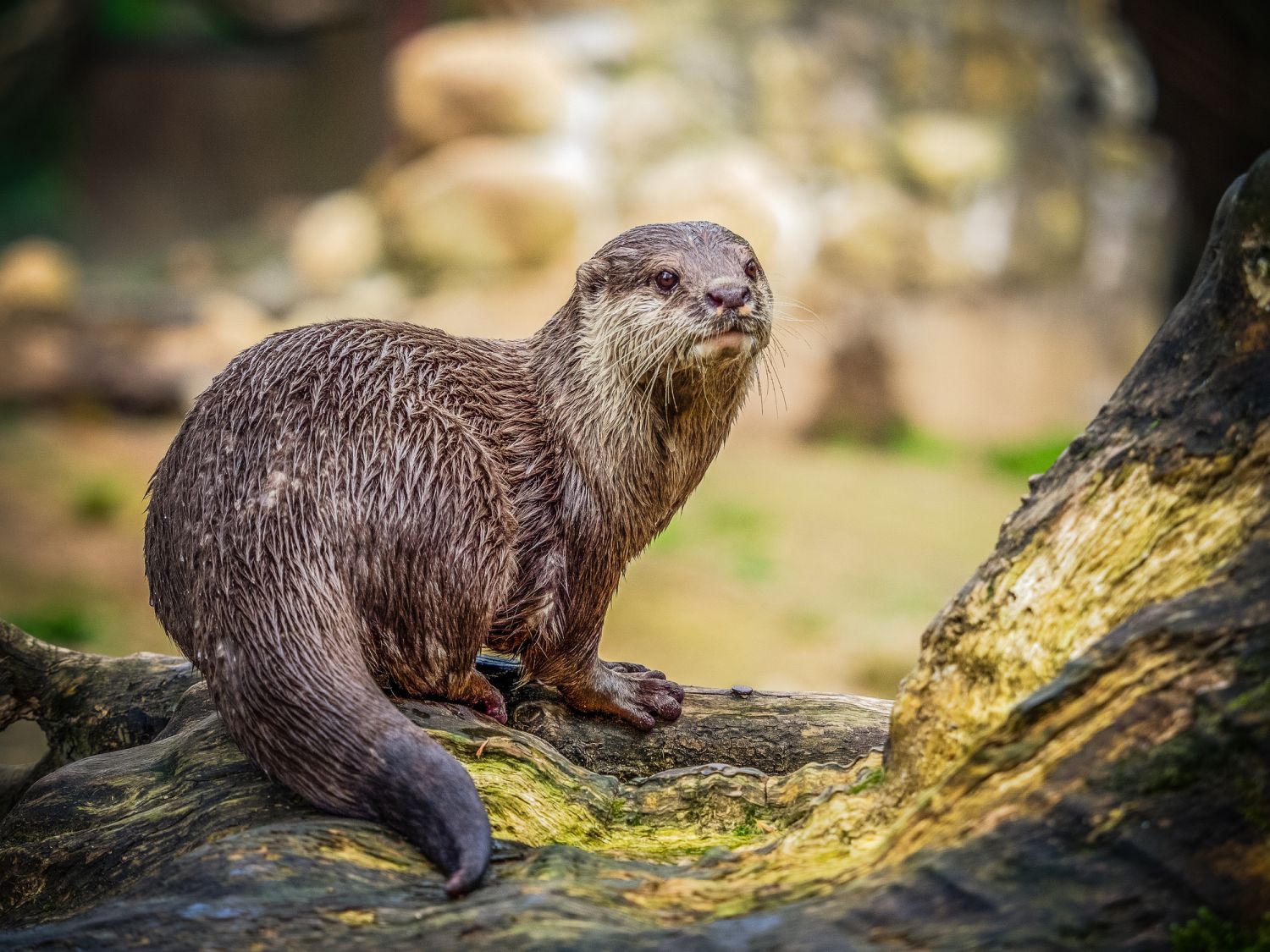 Otter