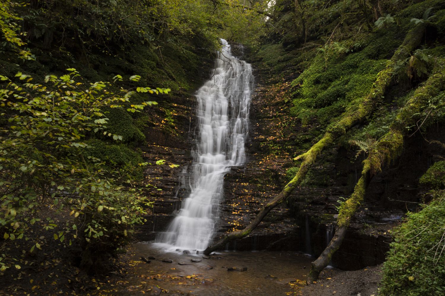 Water break its neck